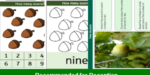 fs_numeracy_number_counting_tree_acorns_top