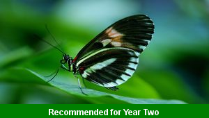 ks1_eng_y2_t3_curious_creatures_unit_c_animal_research_top