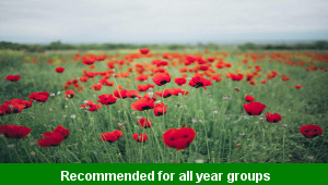 Remembrance Poppies