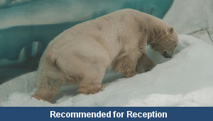 Polar Bears
