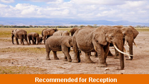 Elephants