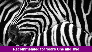 Zoo Patterns
