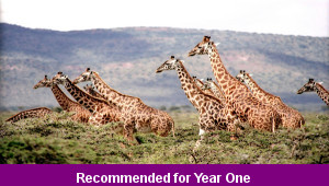 African Animals