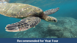 Sea Facts