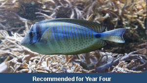 Sea Creature Poem